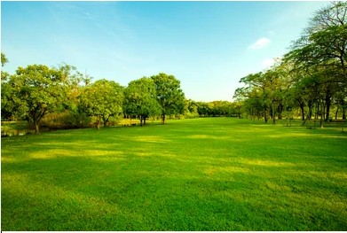 Green space pic